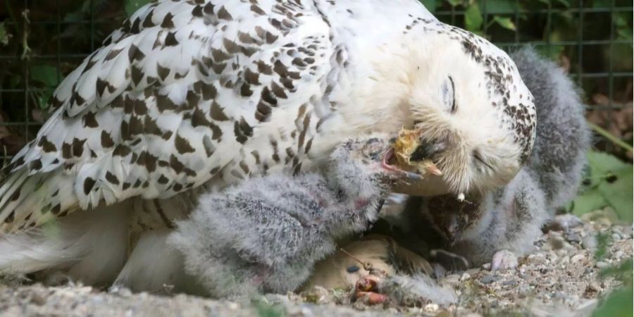 Die Beute besteht der Raubvögel besteht aus kleinen Säugetieren.