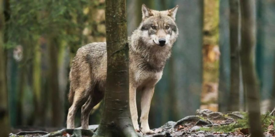 Tierpark Wolf