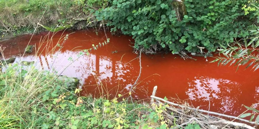 Der Galterenbach in Alterswil FR ist verschmutzt.