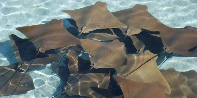 Vorsicht giftig - Stachelrochen tötet Schwimmer vor Tasmanien
