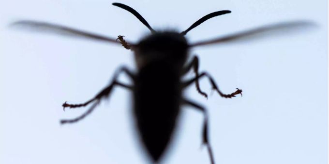 Trias-Zeit - 239 Millionen Jahre alte Insekten im Tessin entdeckt