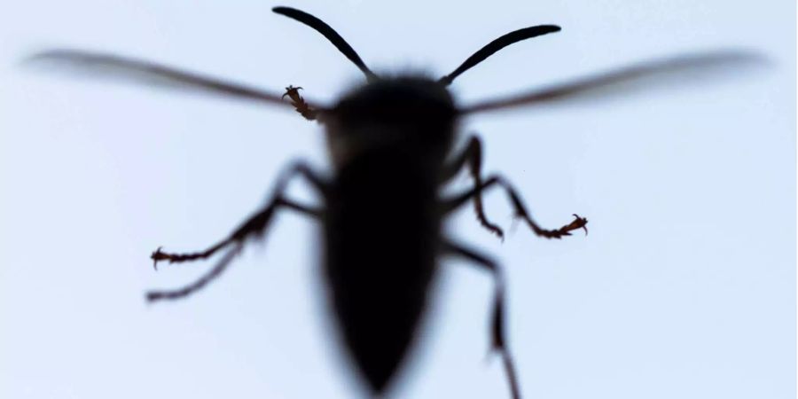 Eine Wespe hat sich in ein Zimmer verirrt und fliegt an der Fensterscheibe entlang.