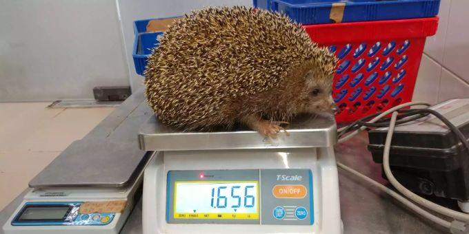 Igel Sherman wog Ende 2017 noch 1,6 Kilo. Igel Sherman wog Ende 2017 noch 1,6 Kilo.