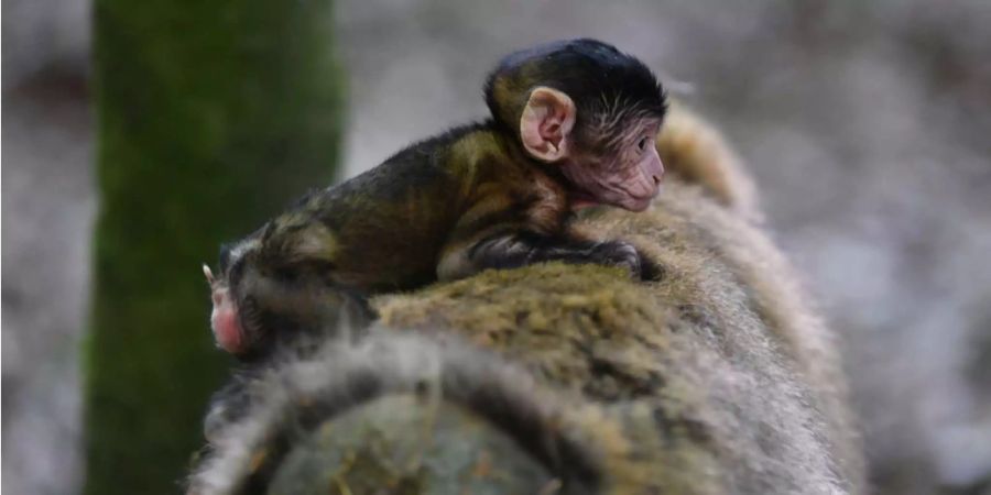 Das wenige Tage alte Bergaffen-Baby gehörte letztes Jahr zu den ersten Neugeborenen im Affenberg in Salem (D).