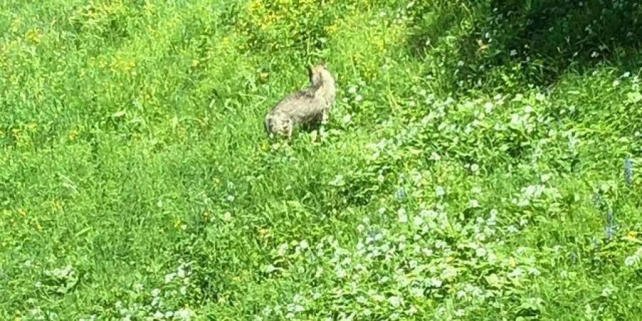 Erstmals wurde ein Wolf im Kanton Zug gesichtet und fotografiert.