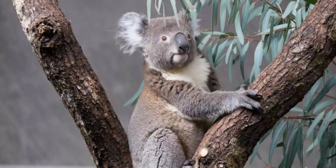 Neue Australienanlage im Zoo Zürich - «Die Koalas haben sich bereits eingelebt»