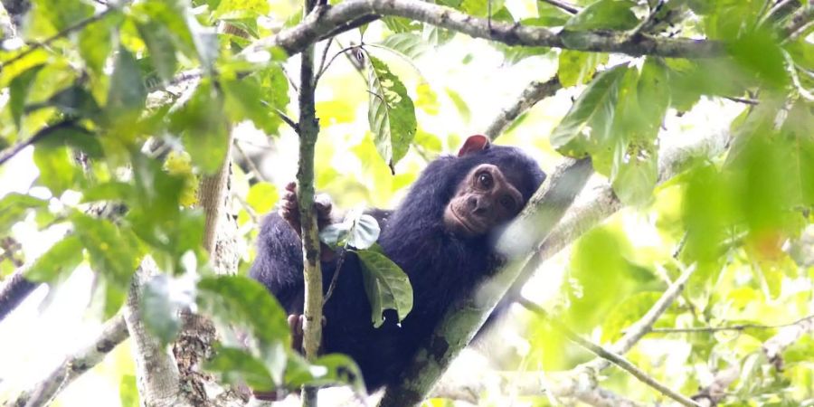 Schimpansen kommen fast ausschliesslich im Kongobecken vor: Ein Schimpansenbaby im Regenwald. Bild: WCS