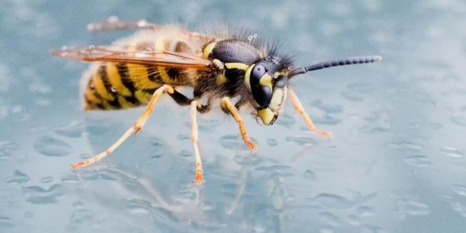 Es gibt aussergewöhnlich viele Wespen- oder Hornissennester. Wespe