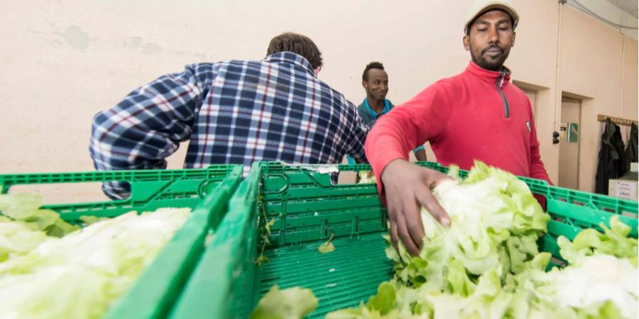 Ein Flüchtling beim Abpacken von Salat (Archivbild).