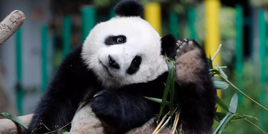 Der junge Riesenpanda Nuan Nuan musste Abschied nehmen.