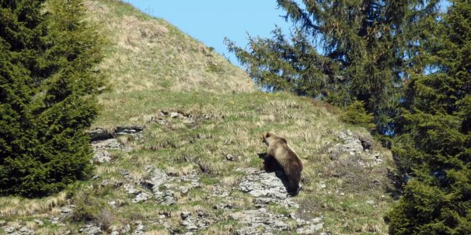 Der Bär hatte im vergangenen Mai für Aufsehen gesorgt, als er in der Gemeinde Eriz fotografiert werden konnte. Der Bär hatte im vergangenen Mai für Aufsehen gesorgt, als er in der Gemeinde Eriz fotografiert werden konnte.