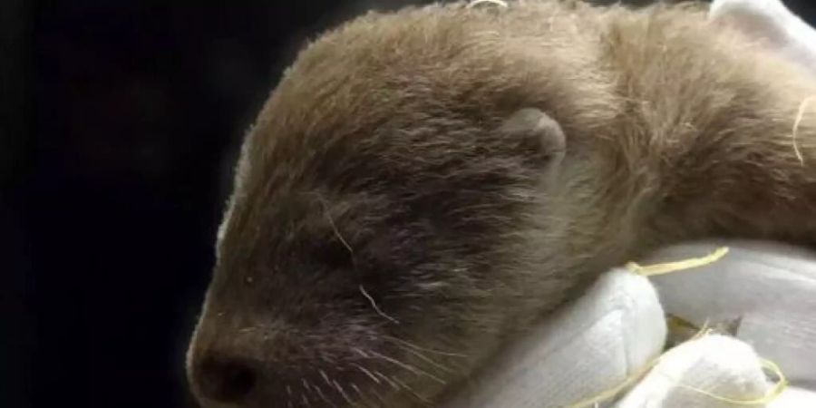 Das junge, Ende März im Tierpark Goldau geborene Fischotterweibchen ist überraschend gestorben.