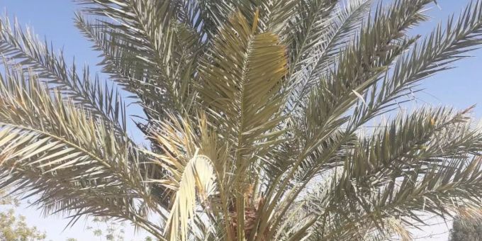 Abu Dhabi - Forscher untersuchen Pflanzen aus jahrtausendealten Samen
