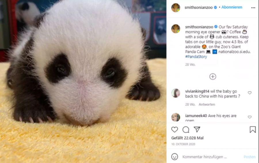 So klein war das Panda-Baby, als es erst einen Monat alt war.