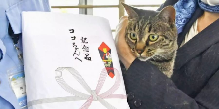 Katzen