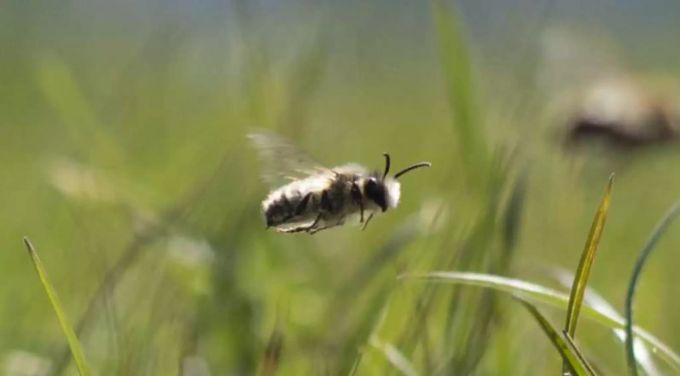Auch Bienen leiden unter Pestiziden. Pestizid-Initiative