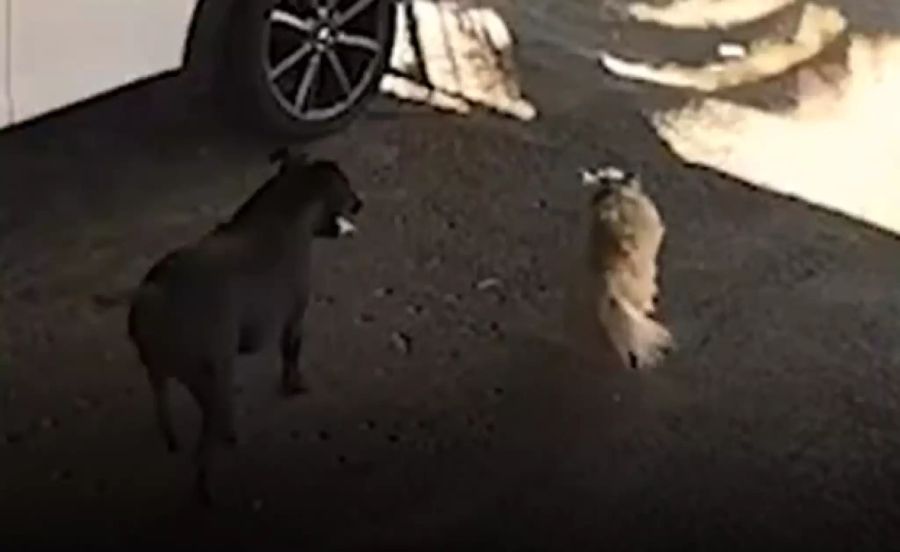 Die beiden Tiere können wieder gemeinsam spielen.