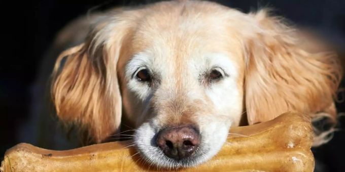 Ein Golden Retriever Hund mit einem Kauknochen: Fressnapf, Deutschlands Marktführer beim Thema Heimtierbedarf, erzielte 2020 das grösste absolute Umsatzwachstum der Firmengeschichte. Foto: Bernd Thissen/dpa hunde