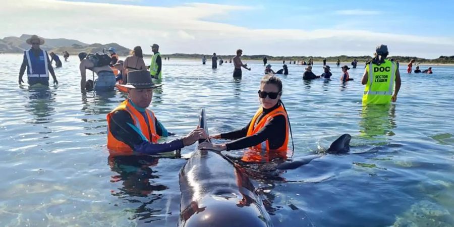 Mehr als 20 Grindwale sind nach einer zweiten Strandung vor Neuseeland wieder in tiefere Gewässer gebracht worden. Foto: Project Jonah/dpa