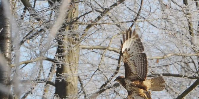 bussard