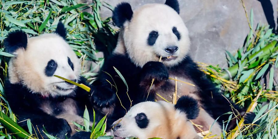 Panda Berlin