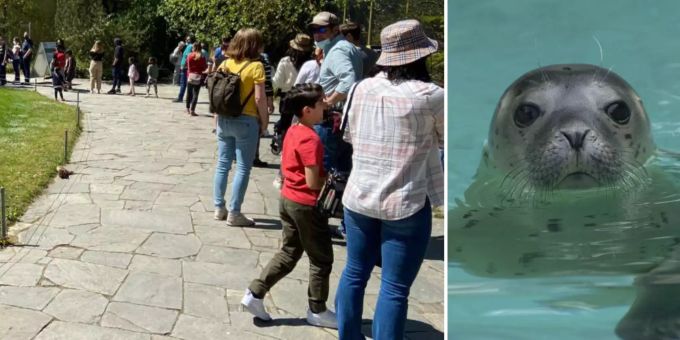 Wer direkt zu Seehündin Pamina will, kann im Tierpark Bern zukünftig von einem Zweiteingang profitieren. schlange dählhölzli