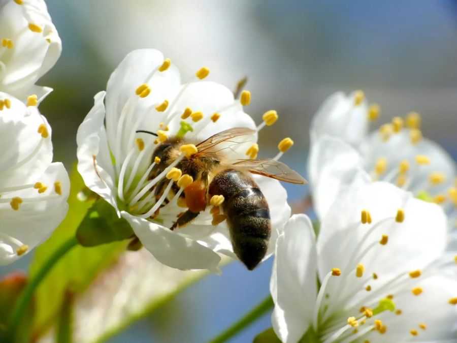 Blumenwiesen