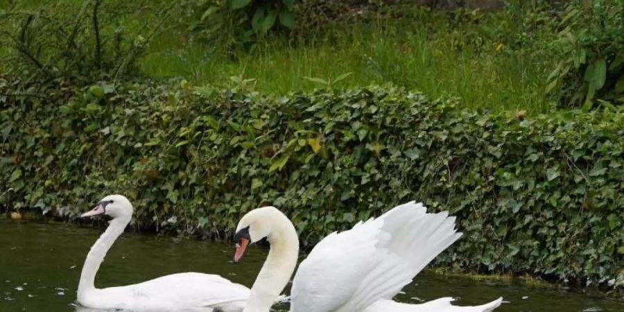 Der einsame Schwan Hänsel Junior (r) des Burgsees in Holzgerlingen schwimmt neben einer jungen Schwänin aus Aalen, die nun seine Partnerin wird. Foto: Andreas Rosar/dpa