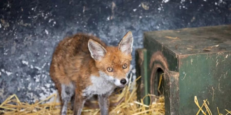 Fuchs in einem irischen Pub bei Navan