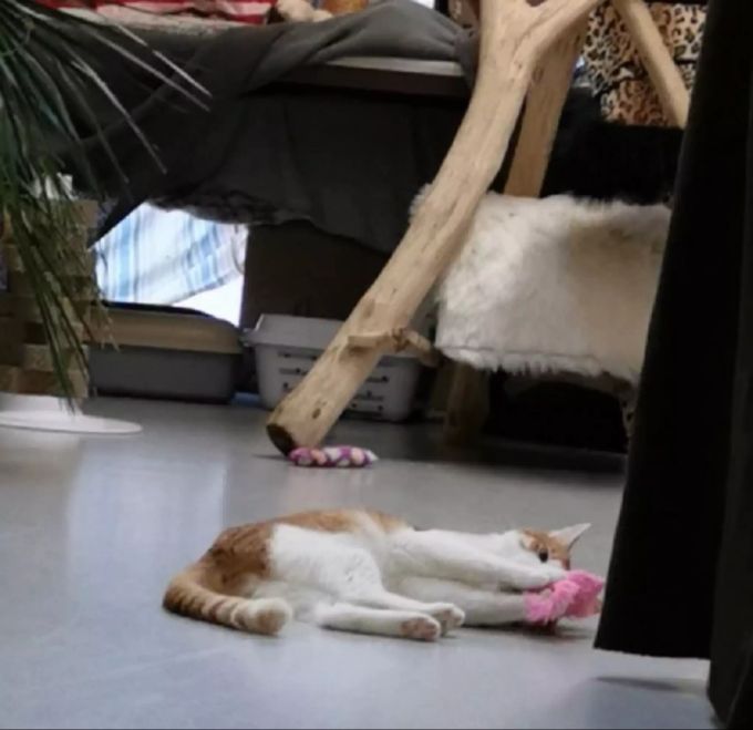 Silvester ist eine ganz eigenständige Katze und möchte das auch bleiben. Tier des Monats