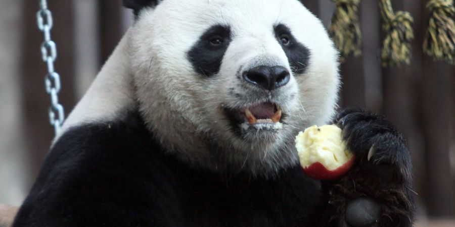 Der Panda Chuang Chuang im August 2010 im Chiang Mai Zoo.