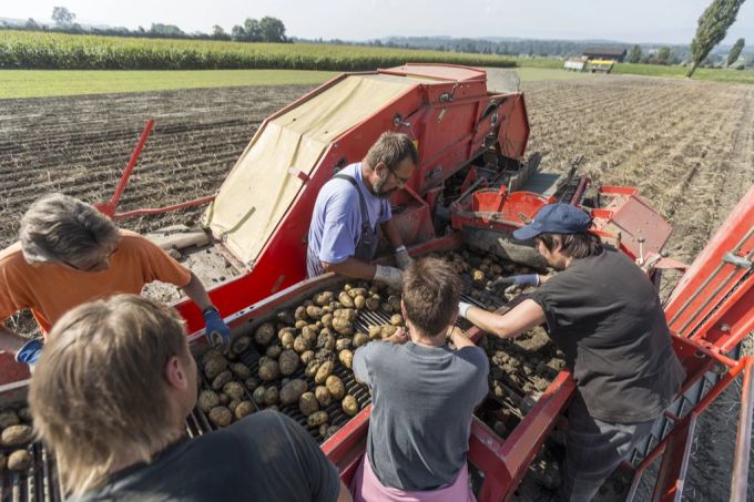 Immer mehr Schweizer Produzenten wenden sich vom Kartoffel-Anbau ab ...