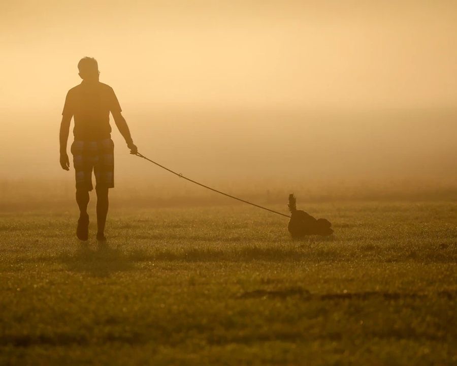 Hundehaltern wird deshalb empfohlen, die Gassi-Runde auf den kühleren Morgen oder späten Abend zu verschieben.