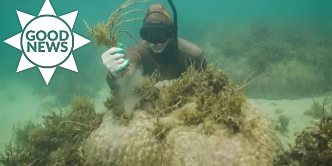 Good News - Freiwillige «Seaweeding»-Aktion fördert Korallenwachstum