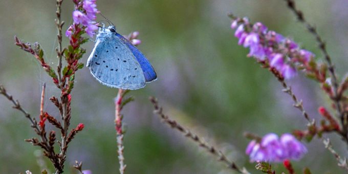 Hochmoor Balmoos in Hasle LU. (Symbol) Der sehr seltene Hochmoorbläuling (Plebejus optilete) im Teufelsmoor.
