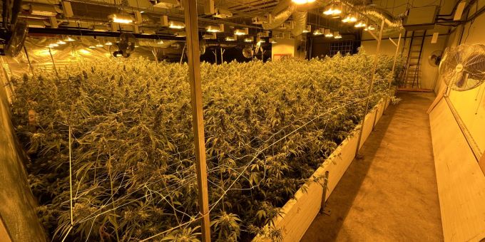 Therwil BL - Hanf-Indooranlage mit über 4000 Pflanzen ausgehoben