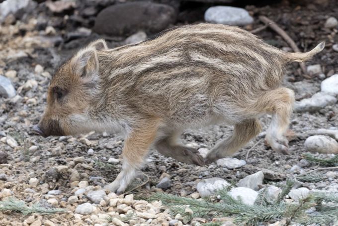 Wildschwein