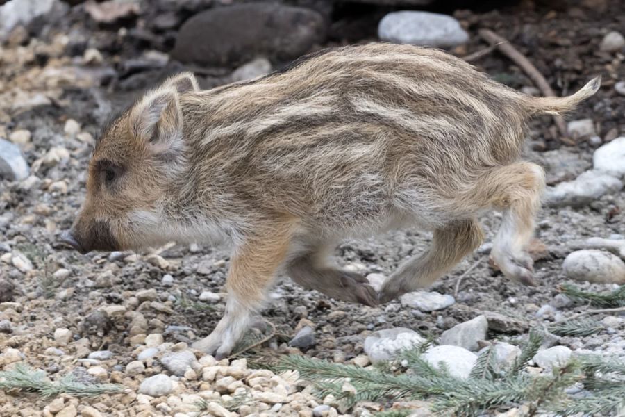 Wildschweine sind eher seltene Gäste auf Sportplätzen.