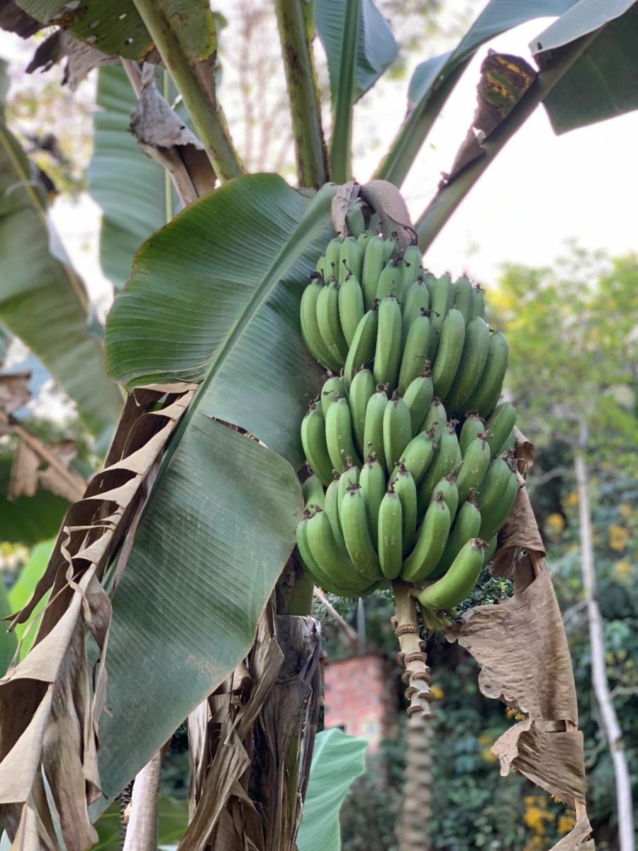 Ein Bananenstrauch.