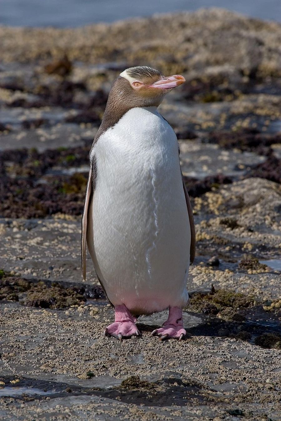 Gelbaugenpinguin Neuseeland