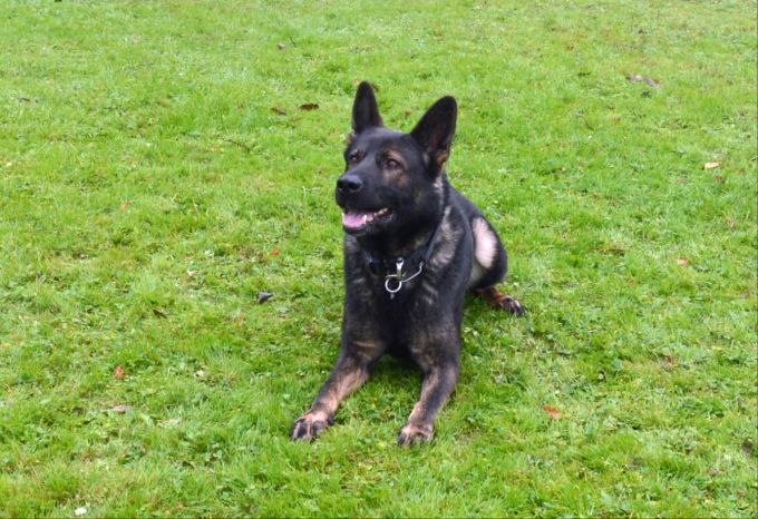 Luzerner Polizeihund Quanto stellte Diebe. Luzerner Polizeihund Quanto stellte Diebe.