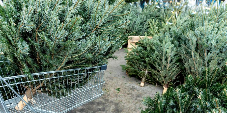 Weihnachtsbaum im Einkaufswagen. (Symbolbild)