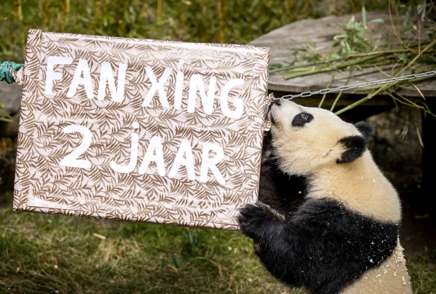 NETHERLANDS ANIMALS PANDA BIRTHDAY