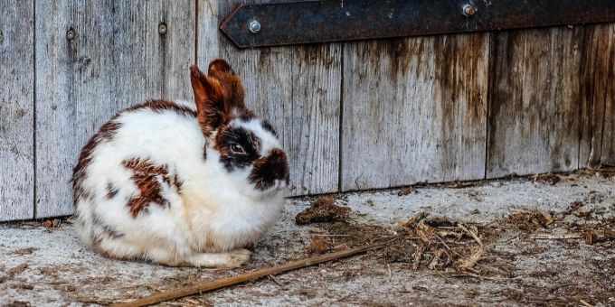 Trommelsucht kann für Kaninchen tödlich enden. Kaninchen