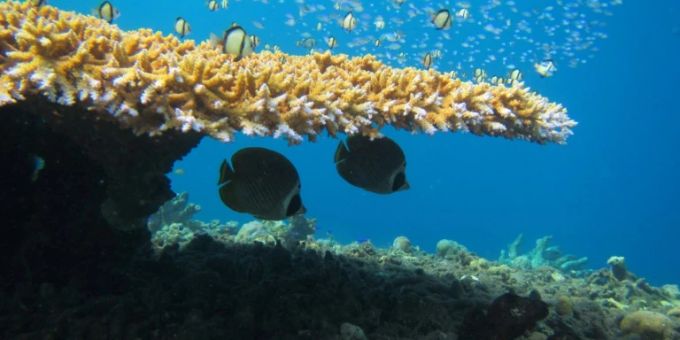 Studie - Korallenbleiche führt zu «unnötigen» Kämpfen zwischen Fischen