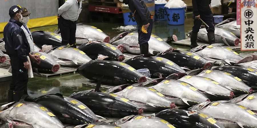 Kaufinteressenten begutachten frischen Thunfisch vor der ersten Auktion des Jahres auf dem Toyosu-Markt. Foto: Uncredited/Kyodo News/dpa