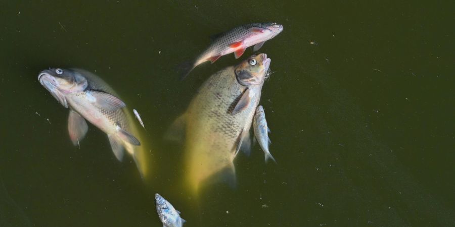 Tote Fische treiben im Wasser des deutsch-polnischen Grenzflusses Oder (August).