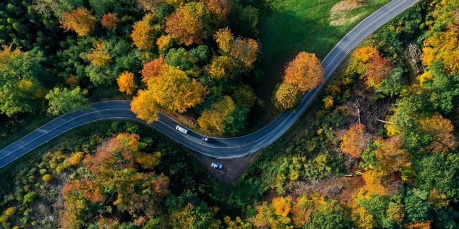 Herbstlich verfärbte Bäume