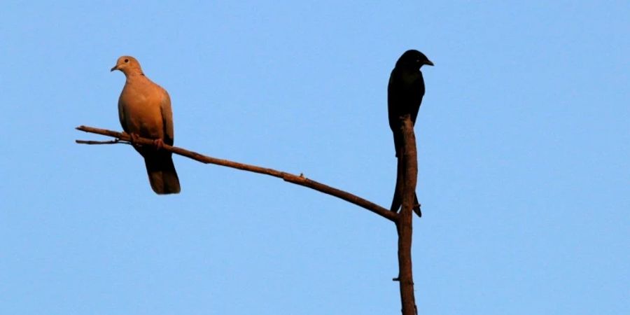 Türkentaube (links) neben Königsdrongo in Indien
