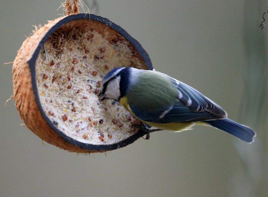 Blaumeise Vogelfutterbombe Kokusnuss Fett Samen